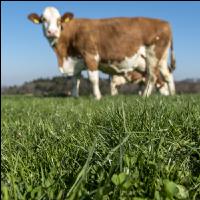 Fleckvieh on pasture 52