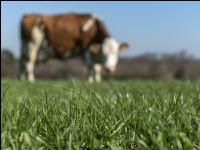 Fleckvieh on pasture 51