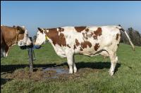 Fleckvieh on pasture 50