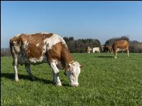 Fleckvieh on pasture 49