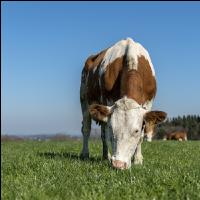 Fleckvieh on pasture 48