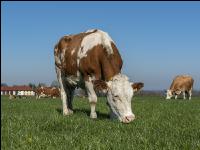 Fleckvieh on pasture 47