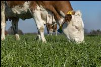 Fleckvieh on pasture 46