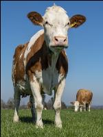 Fleckvieh on pasture 45