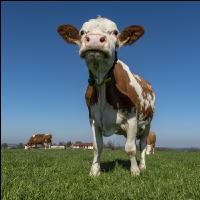 Fleckvieh on pasture 44