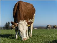 Fleckvieh on pasture 42