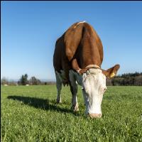 Fleckvieh on pasture 41