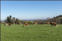 Fleckvieh on pasture 40