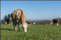 Fleckvieh on pasture 39