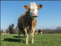 Fleckvieh on pasture 37