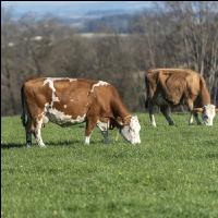 Fleckvieh on pasture 36