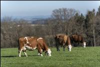 Fleckvieh on pasture 35