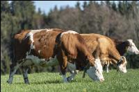 Fleckvieh on pasture 33