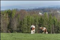 Fleckvieh on pasture 32