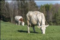 Fleckvieh on pasture 31