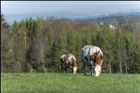 Fleckvieh on pasture 30