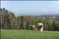 Fleckvieh on pasture 29