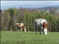 Fleckvieh on pasture 28