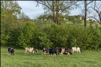 Holstein Weide 180