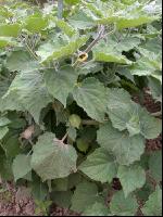 Andenbeere 2