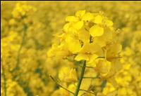 Raps Blüte 62