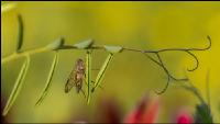 Schnepfenfliege 3