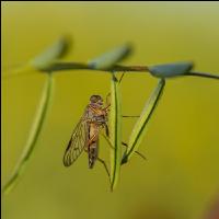 Schnepfenfliege 1