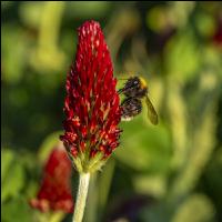 Hummel auf Inkarnatklee 6