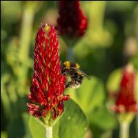 Hummel auf Inkarnatklee 5