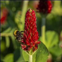 Hummel auf Inkarnatklee 4
