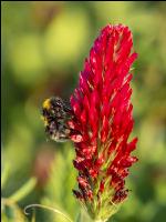 Hummel auf Inkarnatklee 1