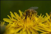 Biene auf Pippau 3