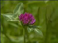 Wiesenrotklee 4