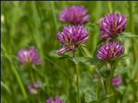Wiesenrotklee 3