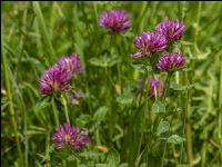Wiesenrotklee 2