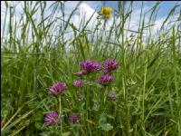 Wiesenrotklee 1