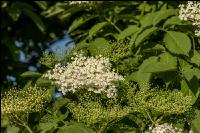 Holunder Blüte 16