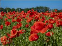 Klatschmohn 2
