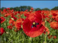Klatschmohn 3