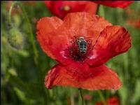 Klatschmohn mit Biene 4
