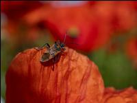 Klatschmohn 05