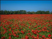 Klatschmohn 13
