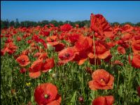 Klatschmohn 12