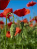Klatschmohn 11