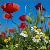 Klatschmohn 10