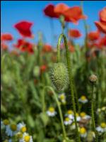 Klatschmohn 9