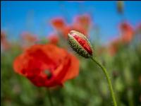 Klatschmohn 7