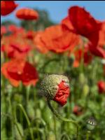 Klatschmohn 6