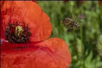 Klatschmohn mit Biene 3