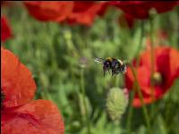 Klatschmohn mit Hummel